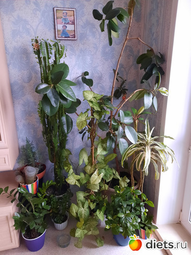 74 фото: Моя оранжерея 2021