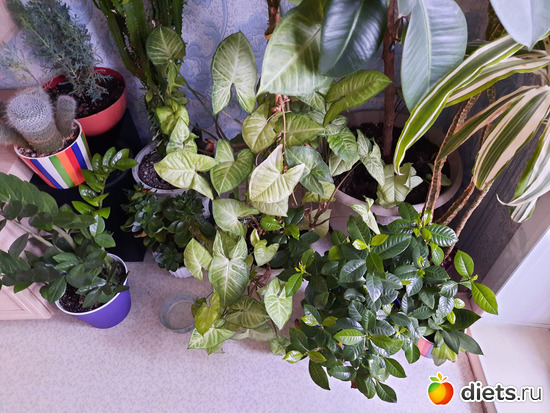 75 фото: Моя оранжерея 2021