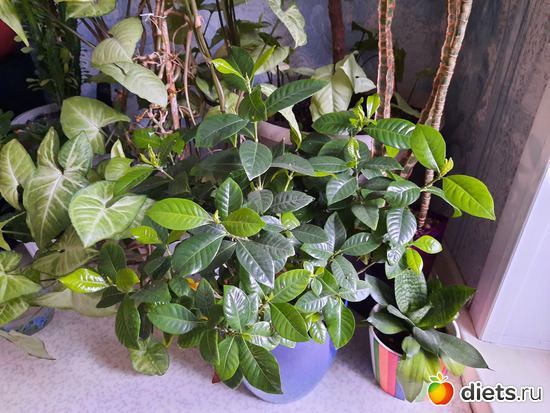 гардения разрослась, умничка, альбом: Моя оранжерея 2021