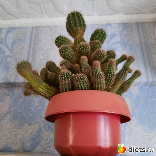 самый мощный в мире кактус))), альбом: Моя оранжерея 2021