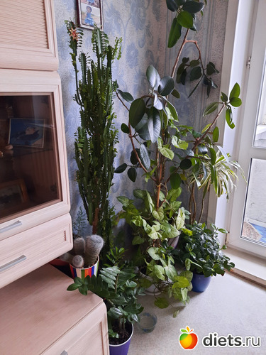 мои цветочеки, альбом: Моя оранжерея 2021