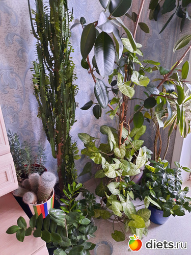 79 фото: Моя оранжерея 2021