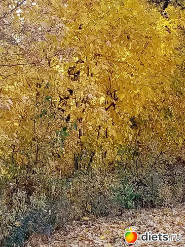 Золото, альбом: Осень 2021