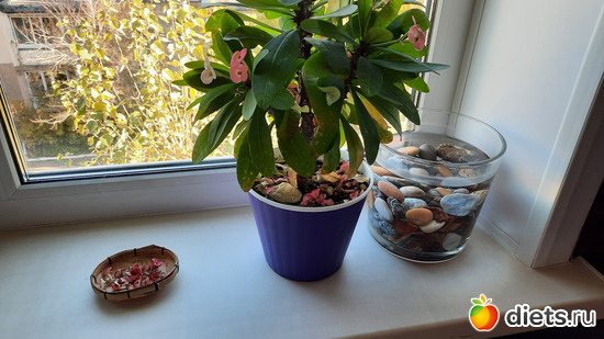 придумала цветочки собирать, альбом: Моя оранжерея 2021