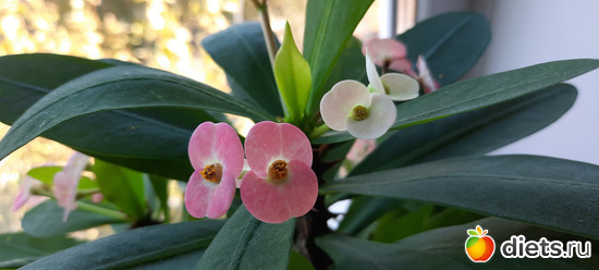 милли радовала полгода, наверное, решила отдохнуть, альбом: Моя оранжерея 2021