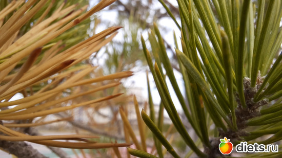 на одном дереве, альбом: Ботанический сад