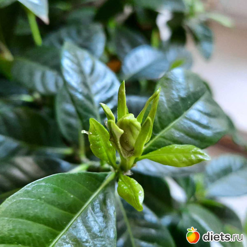 не ожидала, неужто порадует???, альбом: Моя оранжерея 2021