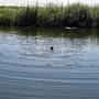 купаюсь