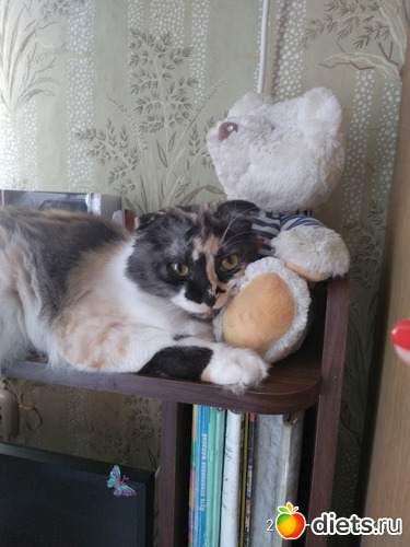 Бусинка, альбом: Котики