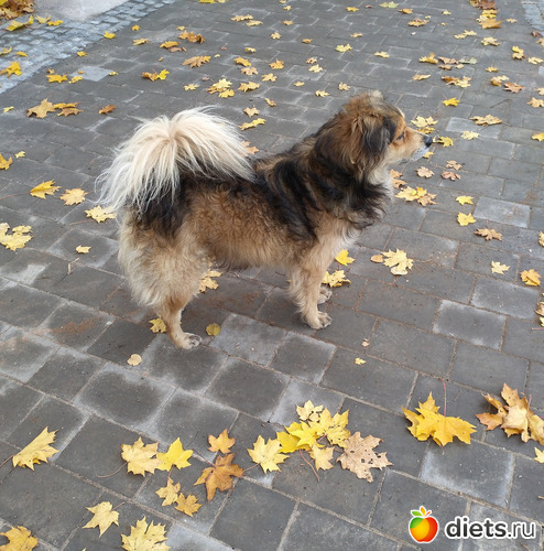 14 фото: Осень21