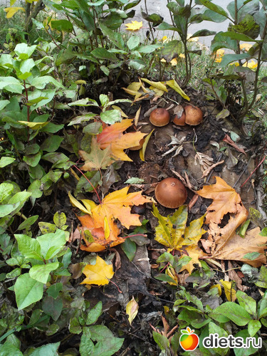 4 фото: Осень21