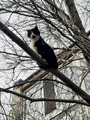 кот-сердечко