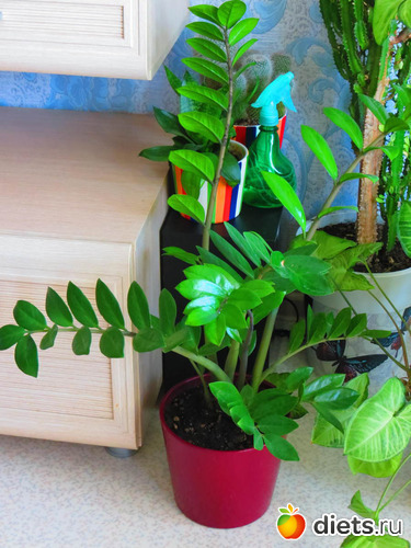 замио в новом горшке, альбом: Оранжерея-2022/2023