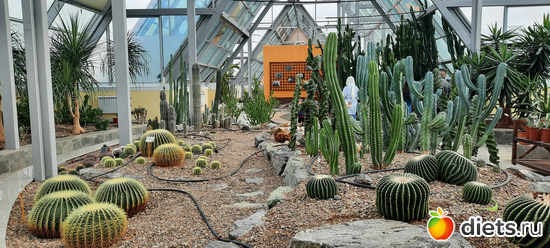 теплица-оранжерея кактусов и суккулентных, альбом: Ботанический сад
