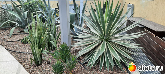 растения огромные, альбом: Ботанический сад