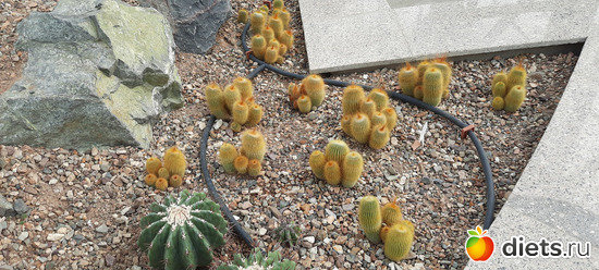 и не очень большие, но милые кактусята, альбом: Ботанический сад