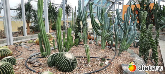 пустыня во всей красе, альбом: Ботанический сад