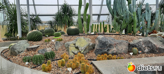 мои любимые цветочки и кактусята, альбом: Ботанический сад