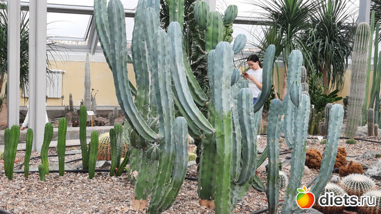 Квэст: найдите девочку))), альбом: Ботанический сад