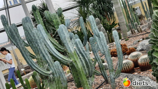 82 фото: Ботанический сад