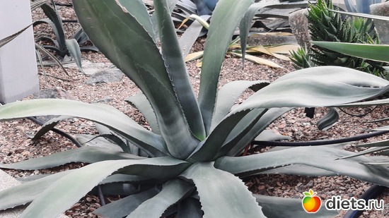 Агава вроде ( я была так очарована, что таблички не читала, надо ещё раз сходить) Она с меня ростом, альбом: Ботанический сад