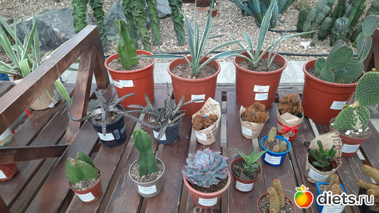 Это на продау. Здесь и прикупила Лопушка. Квест: "Найдите Лопушка" ))), альбом: Ботанический сад