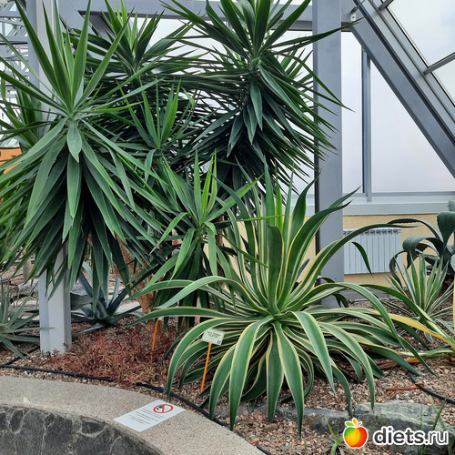 Агавы и Юкки, альбом: Ботанический сад