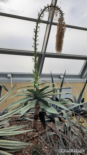 Вот так цветёт юкка (или агава))), альбом: Ботанический сад