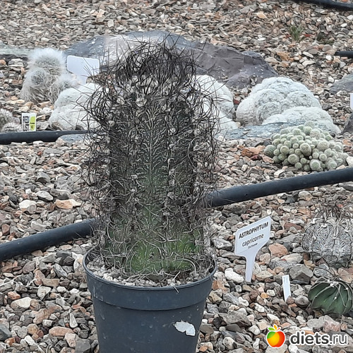 какой-то лохматый дед))), альбом: Ботанический сад