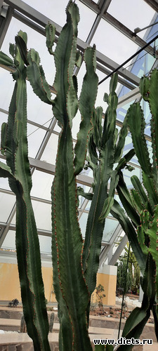 Нереально огромные мексиканцы, альбом: Ботанический сад