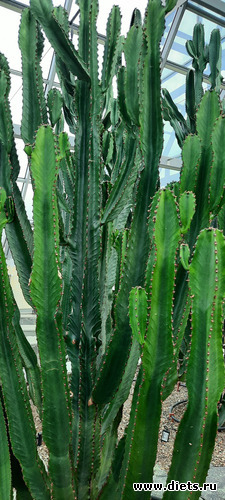 Сад огромных молочаев, альбом: Ботанический сад