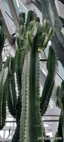 Мексиканцы-гиганты, альбом: Ботанический сад