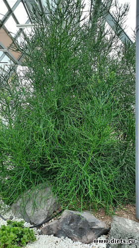 это не ёлка, это-суккулент! Дерево!, альбом: Ботанический сад