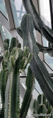 гигантизм-наше всё!, альбом: Ботанический сад