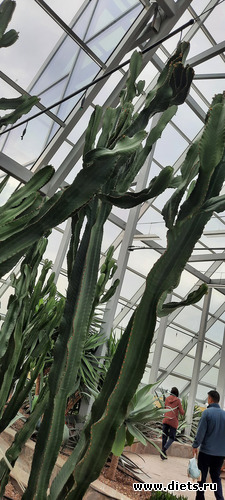 огромные цветы и маленькие люди, альбом: Ботанический сад