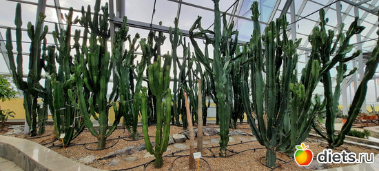 молочаевая ферма))), альбом: Ботанический сад