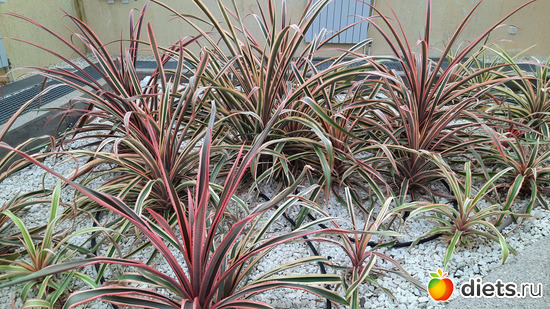 Это драцена?, альбом: Ботанический сад