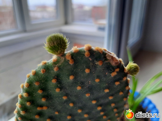 моя новая прелесть-опунция, альбом: Ботанический сад