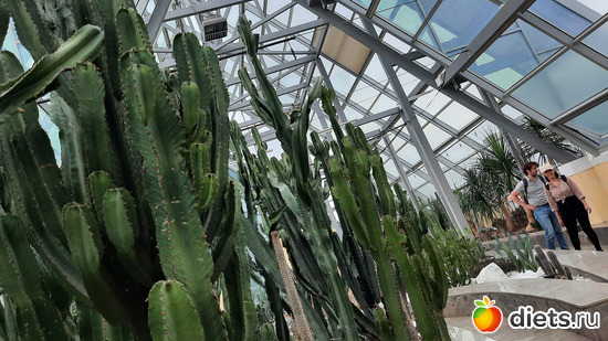 гигантомания молочаистая, альбом: Ботанический сад