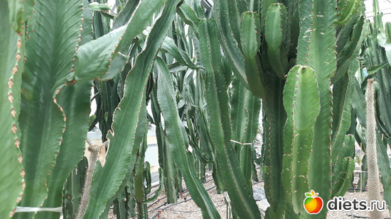 почти джунгли, альбом: Ботанический сад