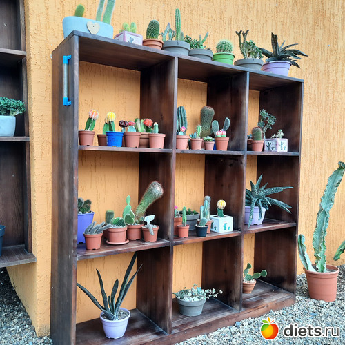 кактусовая прелесть, альбом: Ботанический сад