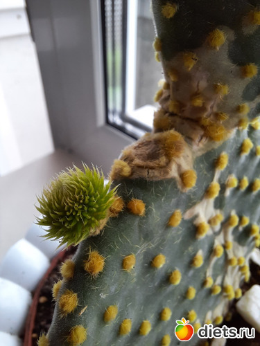 13 фото: Оранжерея-2022/2023