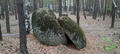в лесу много камней