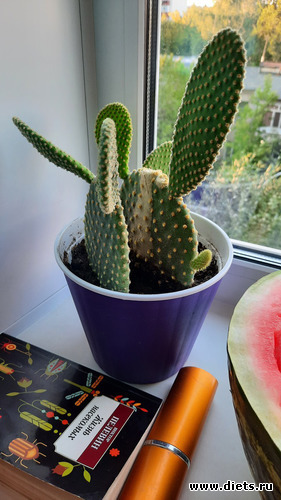 обезглавленный Лопушок:( теперь два Лопушка))), альбом: Оранжерея-2022/2023