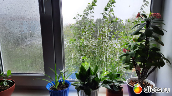 дождища, альбом: Оранжерея-2022/2023