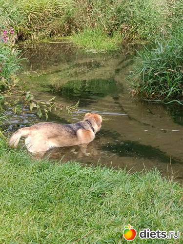 Купанье пса, альбом: Путь в Лавру. Дни 5-6.