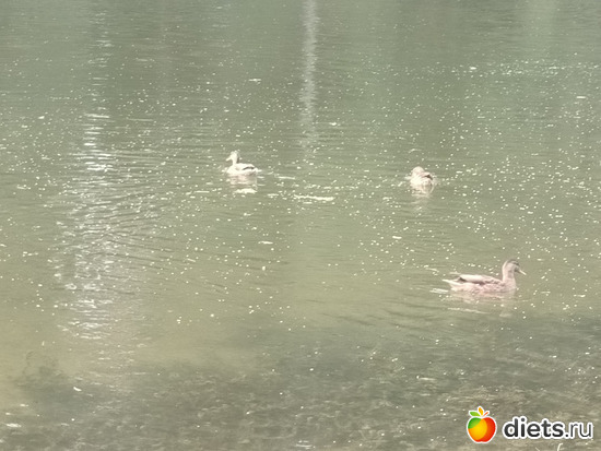 Утки вездесущи, альбом: Путь в Лавру. Дни 5-6.