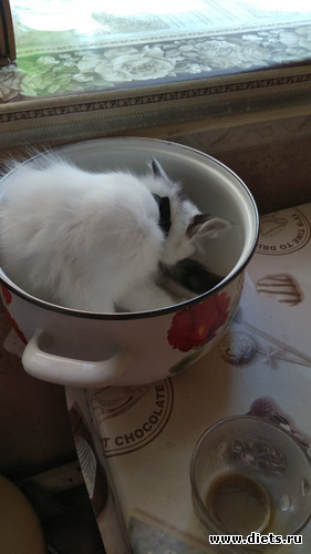 52 фото: Котики