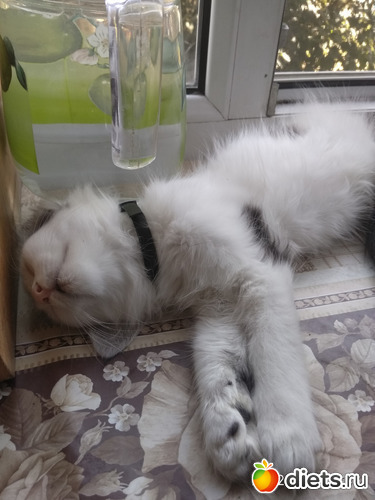 53 фото: Котики