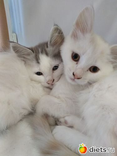 55 фото: Котики